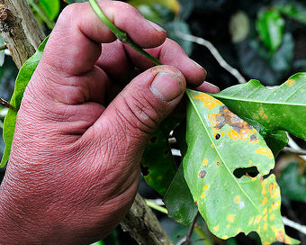 Coffee Pests? Fungi? Oh My!  (Or Why Shade Grown Coffee Prevents These Terrors and Others) - Black River Roasters