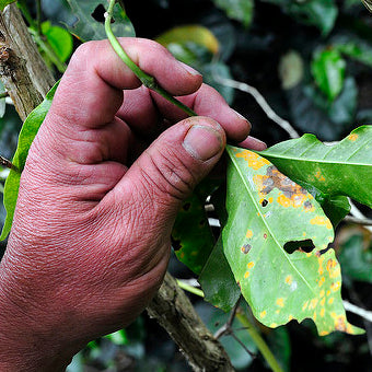 Coffee Pests? Fungi? Oh My!  (Or Why Shade Grown Coffee Prevents These Terrors and Others) - Black River Roasters